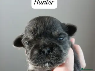 Shih Tzu dogs 💙 RARE BLUE DOBBIES CARRYING CHOC IMPERIALS 💙 - Advert 10