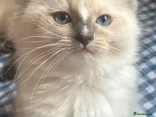 Ragdoll cats Adorable ragdoll kittens ready to go home - Advert 18