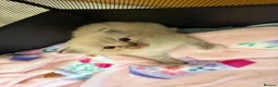 Ragdoll cats for sale: Female kitten ragdoll - Advert 7