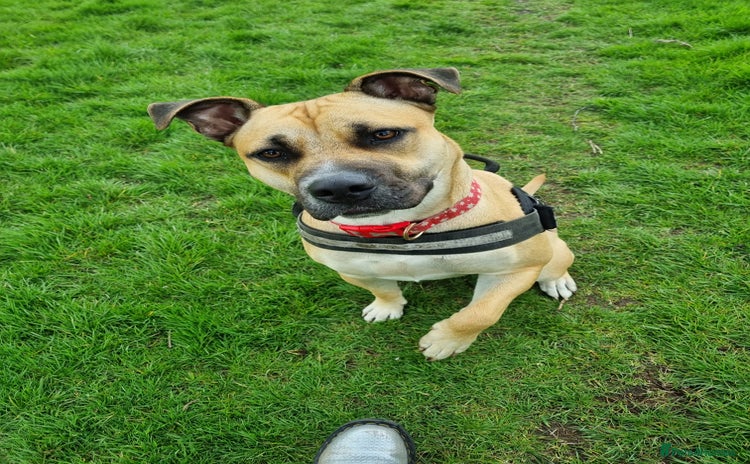 Mixed Breed dogs - Advert 4