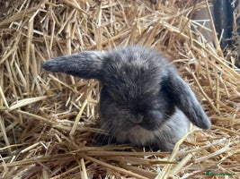 Mini Lop rabbits - Advert 9