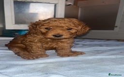 Cockapoo dogs for sale: Adorable cockapoos - Image 1