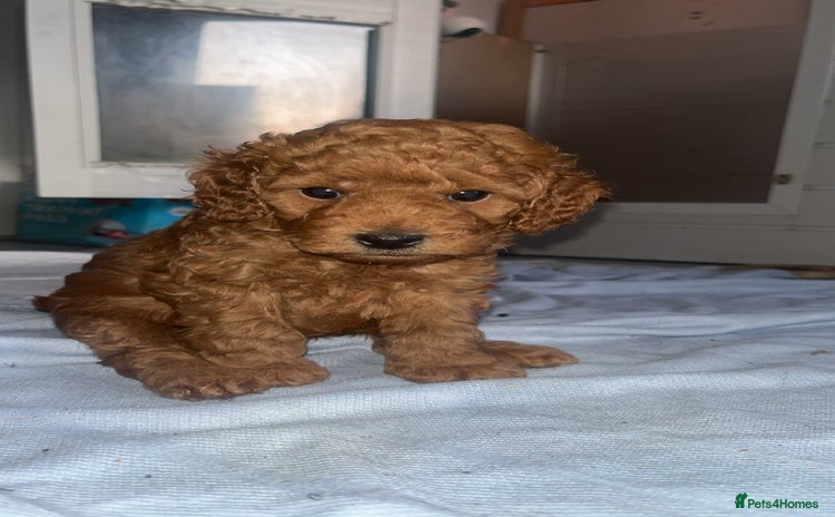 Cockapoo dogs - Advert 1