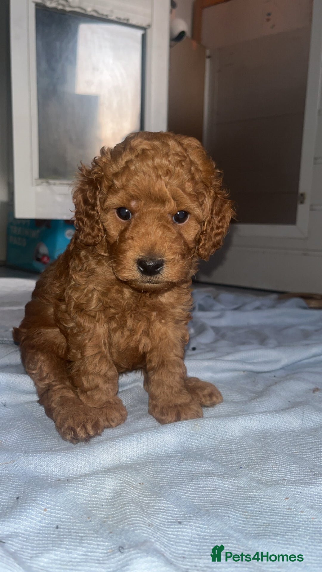 Cockapoo dogs for sale: Adorable cockapoos - Image 1