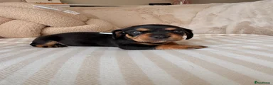 Mixed Breed 3