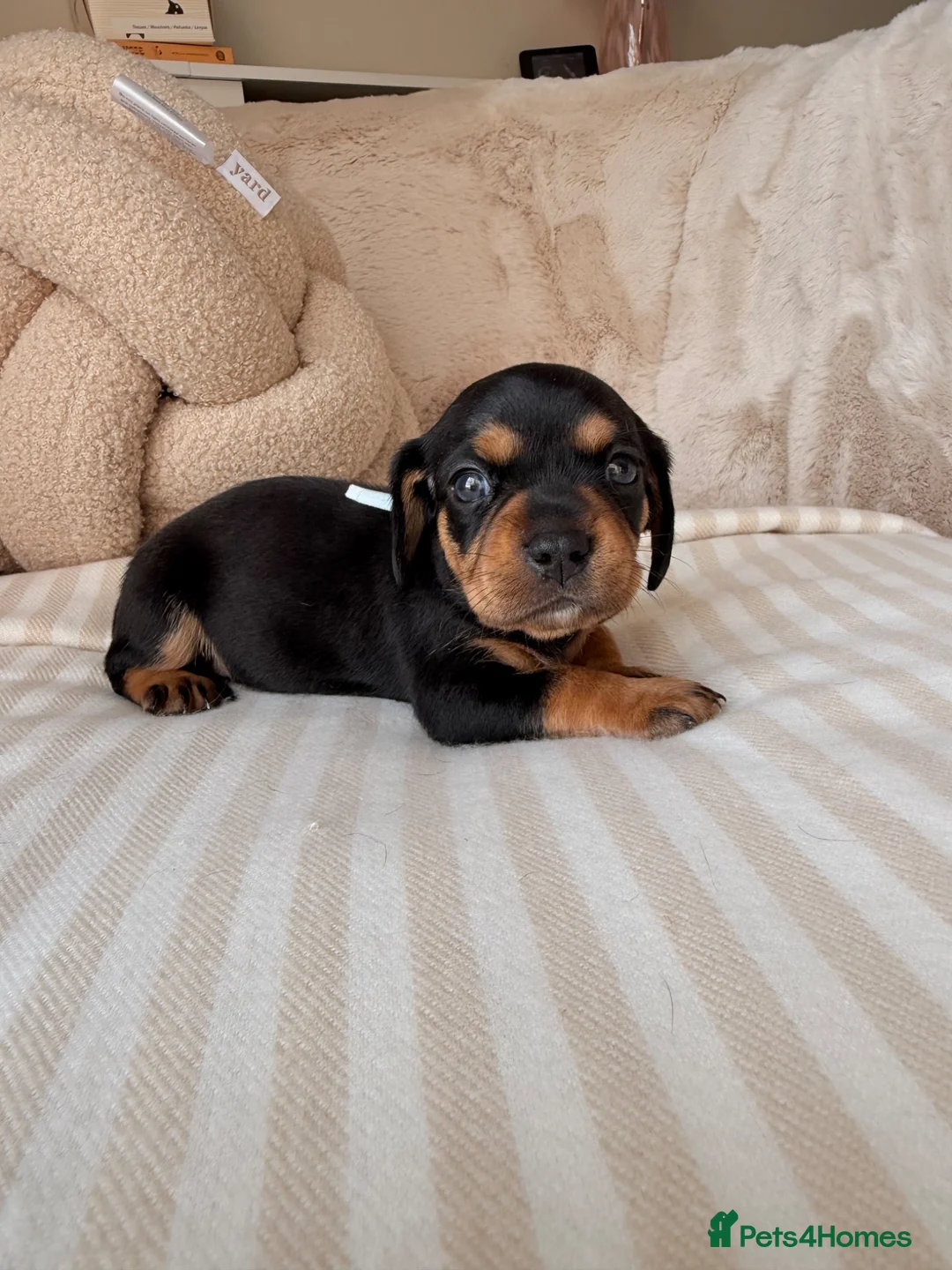 Mixed Breed dogs for sale: Cavalier King Charles x Mini daschund  - Advert 10