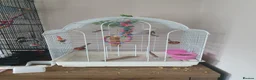 Lovebirds birds for sale: Fischers lovebird hen not tame - Advert 4