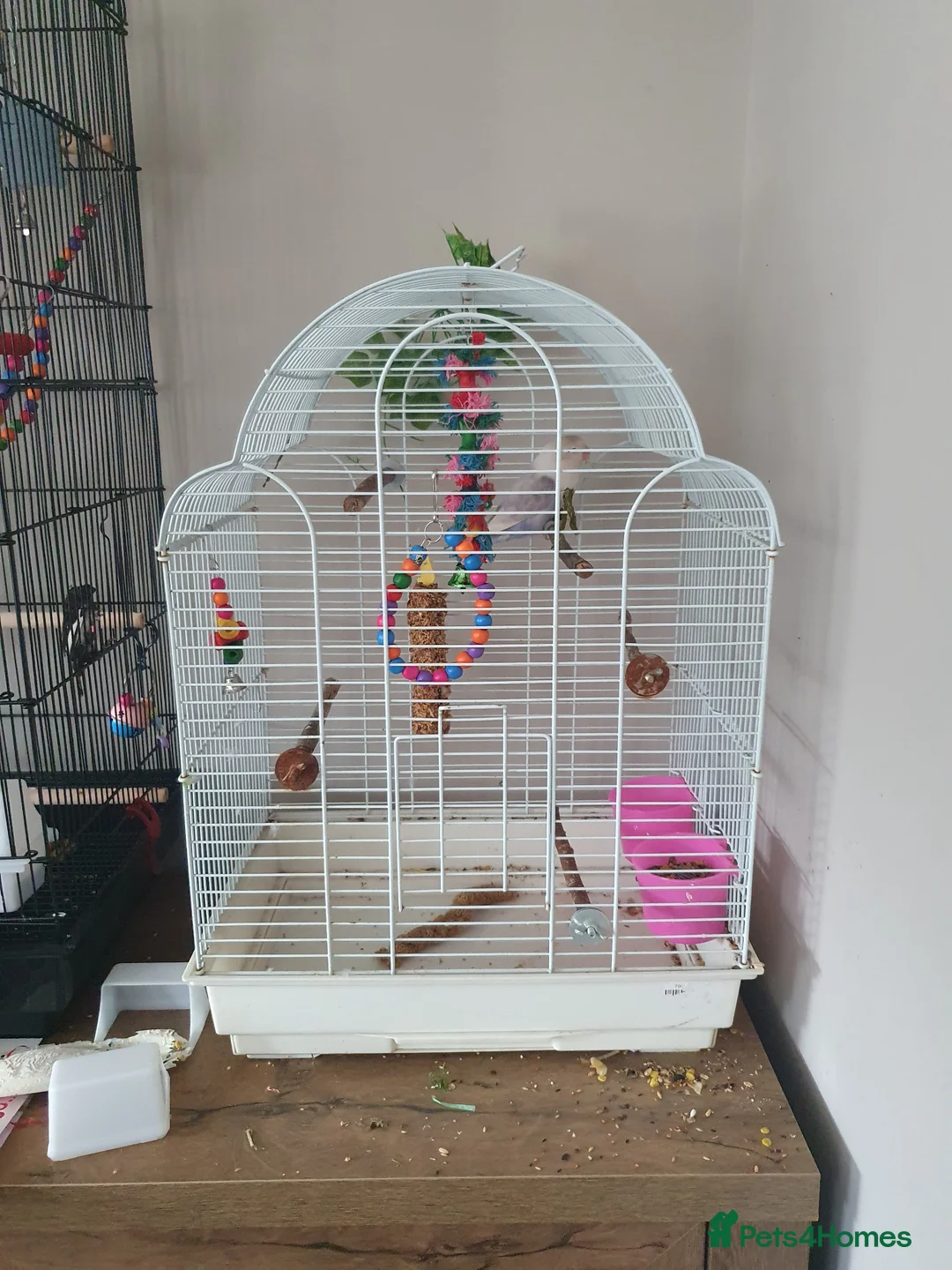 Lovebirds birds for sale: Fischers lovebird hen not tame - Advert 4