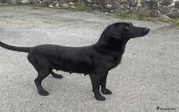 Labrador Retriever dogs for sale: Beautiful Black Labrador Pups - Image 6