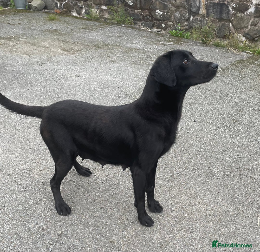 Labrador Retriever dogs for sale: Beautiful Black Labrador Pups - Image 6