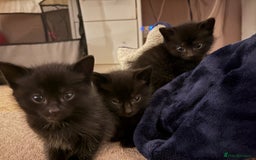 British Shorthair cats for sale: 3 beautiful black kittens for sale  - Advert 4