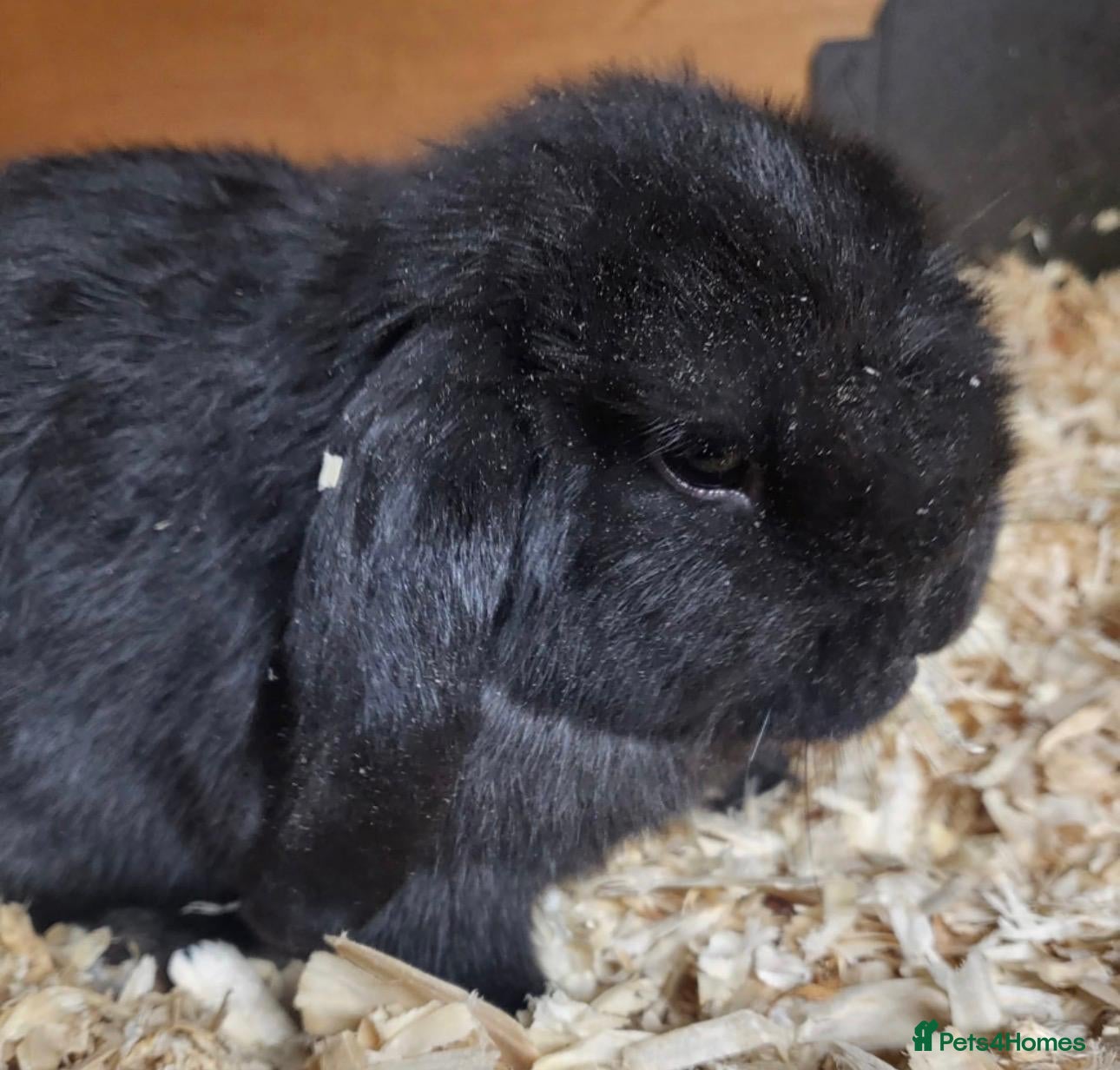 Mini Lop rabbits Beautiful Black Mini Lop - Advert 1
