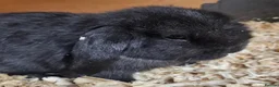 Mini Lop rabbits for sale: Beautiful Black Mini Lop - Advert 1