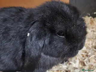 Mini Lop rabbits Beautiful Black Mini Lop - Advert 1