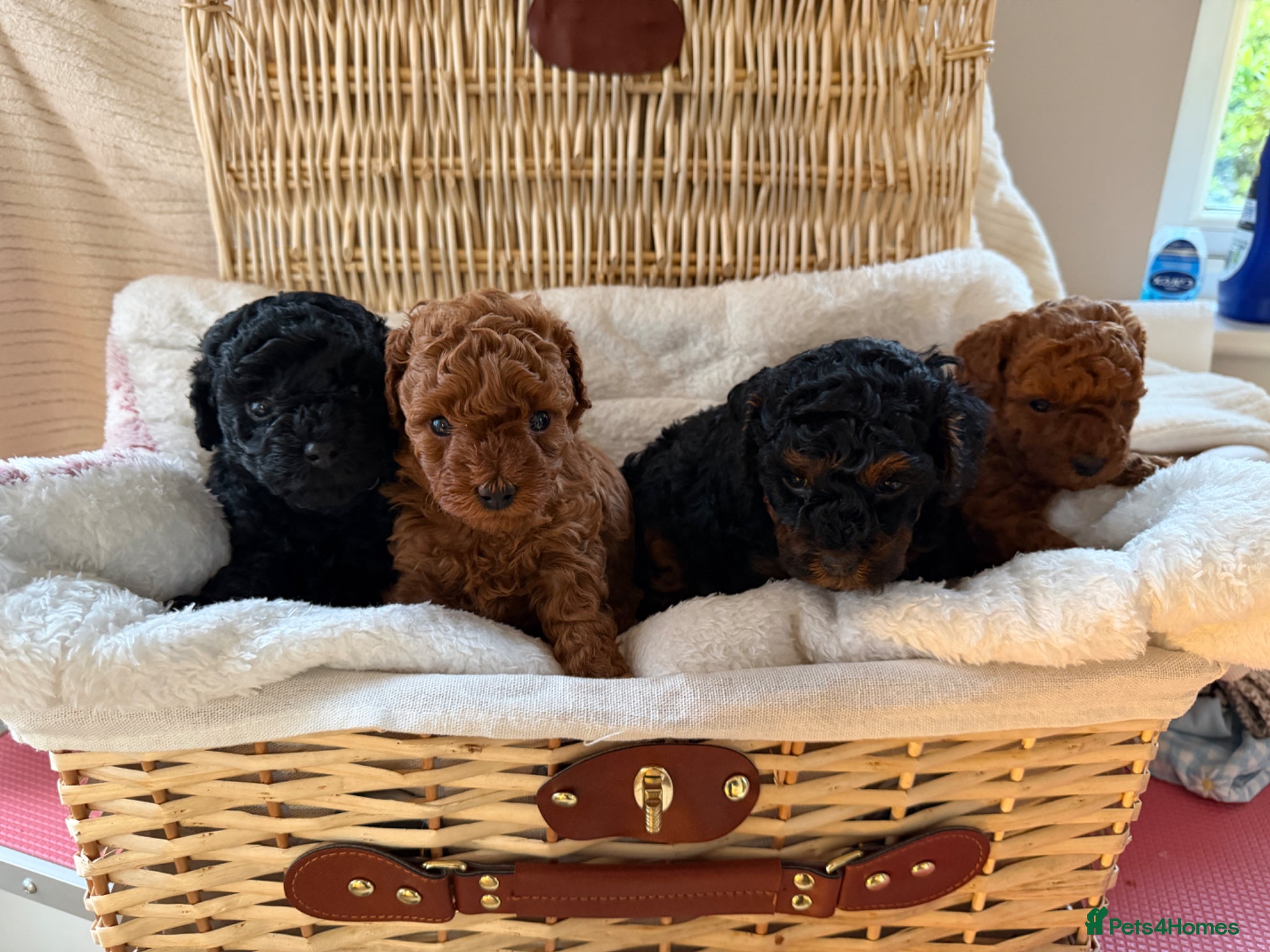 Cockapoo dogs Tiny poodle cross puppies - Asian lines  - Advert 6
