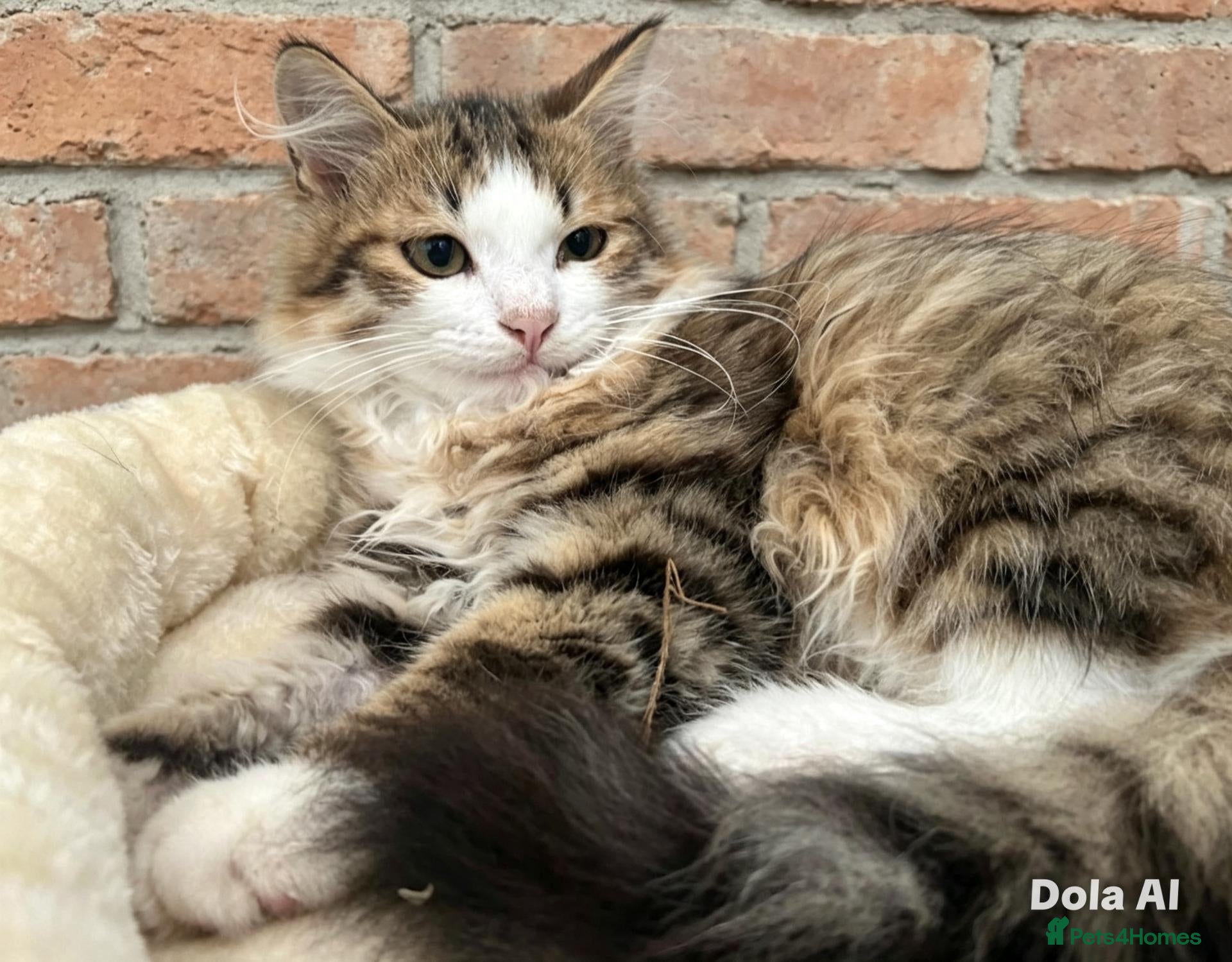 Siberian cats Pure pedigree Siberian kittens - Advert 4