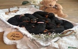 Airedale Terrier dogs for sale: KC Airedale Waitlist🌟🐾 - Image 6