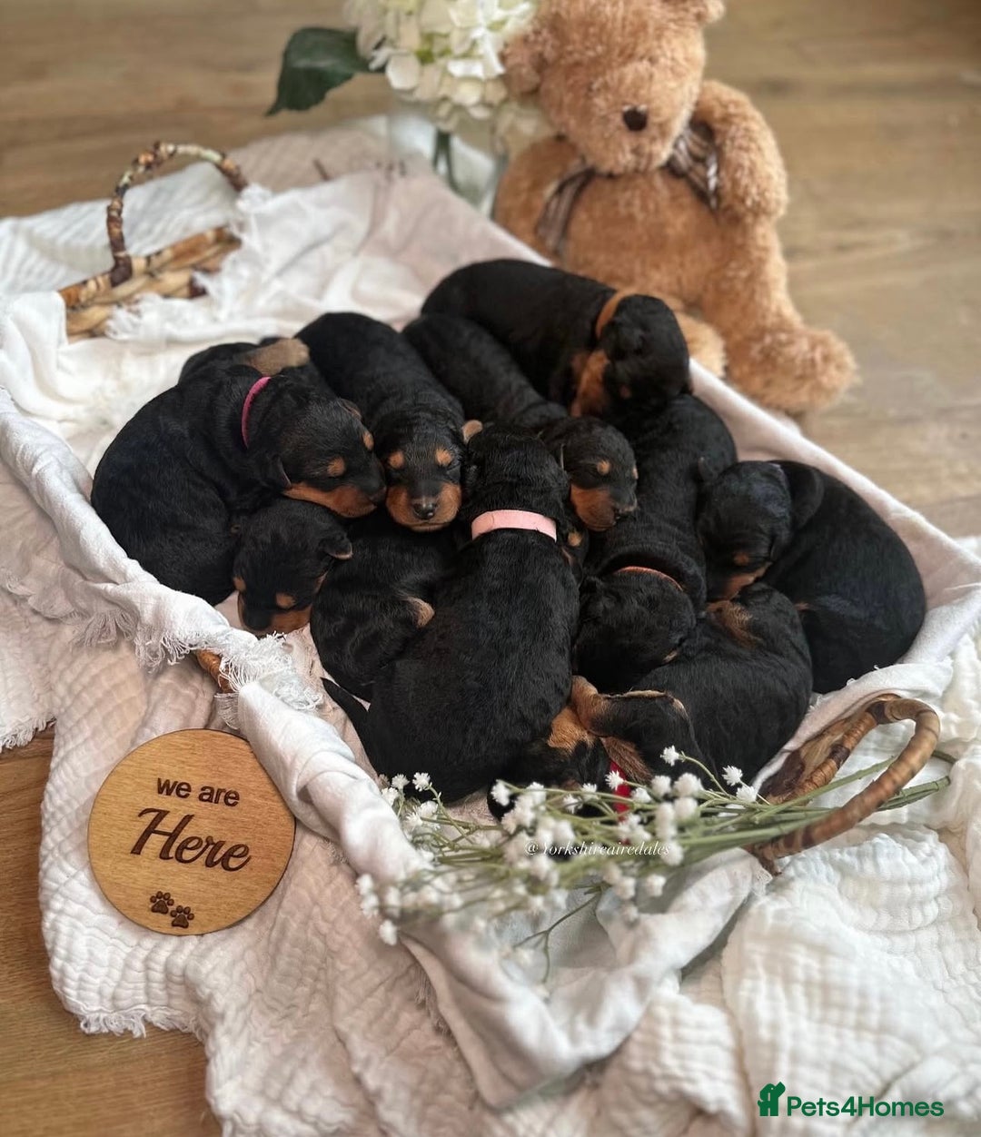 Airedale Terrier dogs for sale: KC Airedale Waitlist🌟🐾 - Image 6