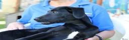 Mixed Breed dogs for adoption: Perfect Puma - Advert 1