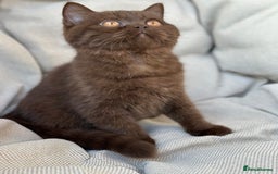 British Shorthair cats for sale: Ready British Shorthair Chunky Kittens - Image 26