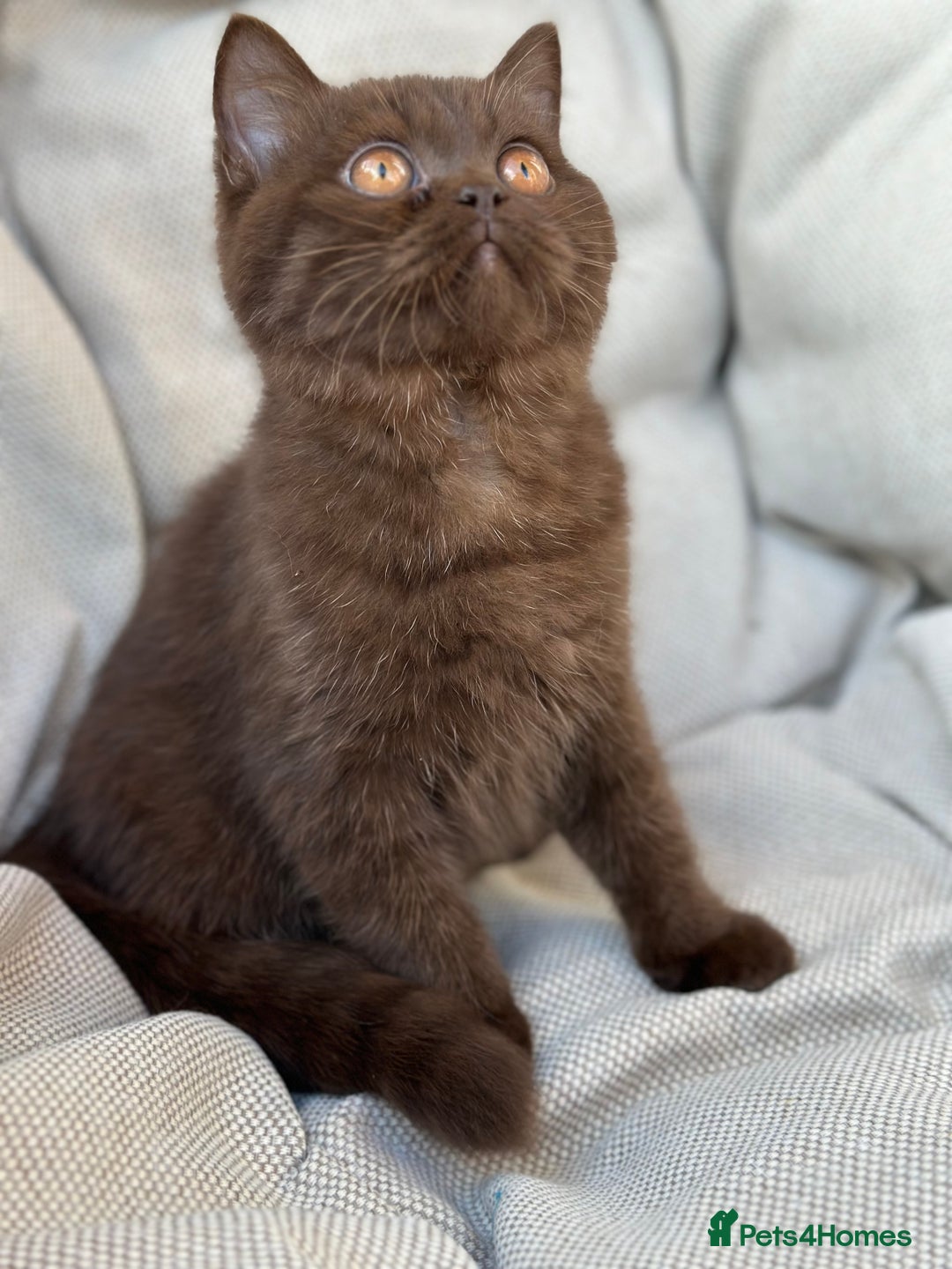 British Shorthair cats for sale: Ready British Shorthair Chunky Kittens - Image 26