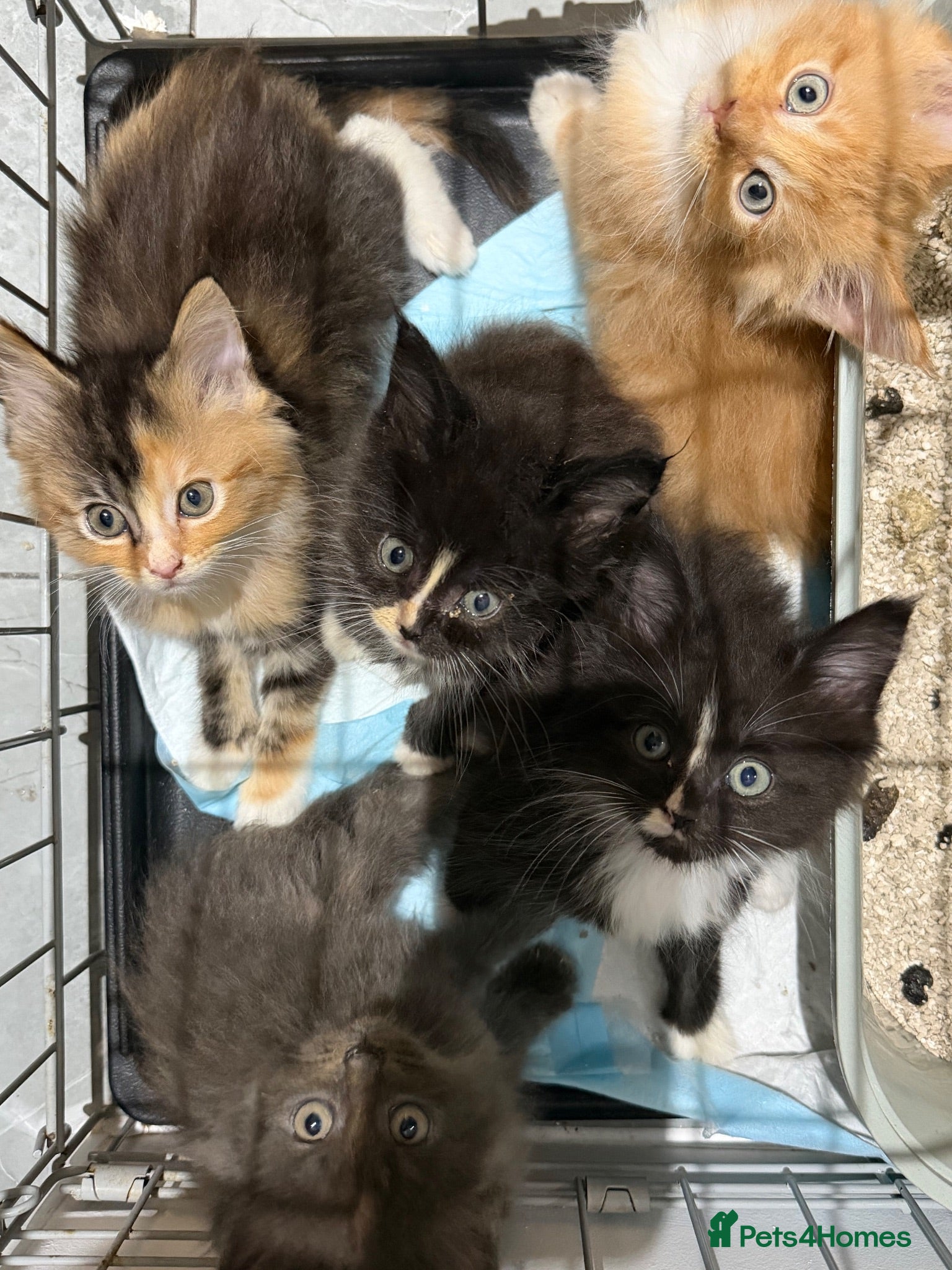 Maine Coon cats Maincoon kittens READY TO GO - Advert 1