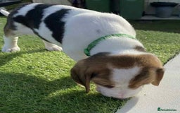Beagle dogs for sale: Beagle puppies pure breed  - Image 3