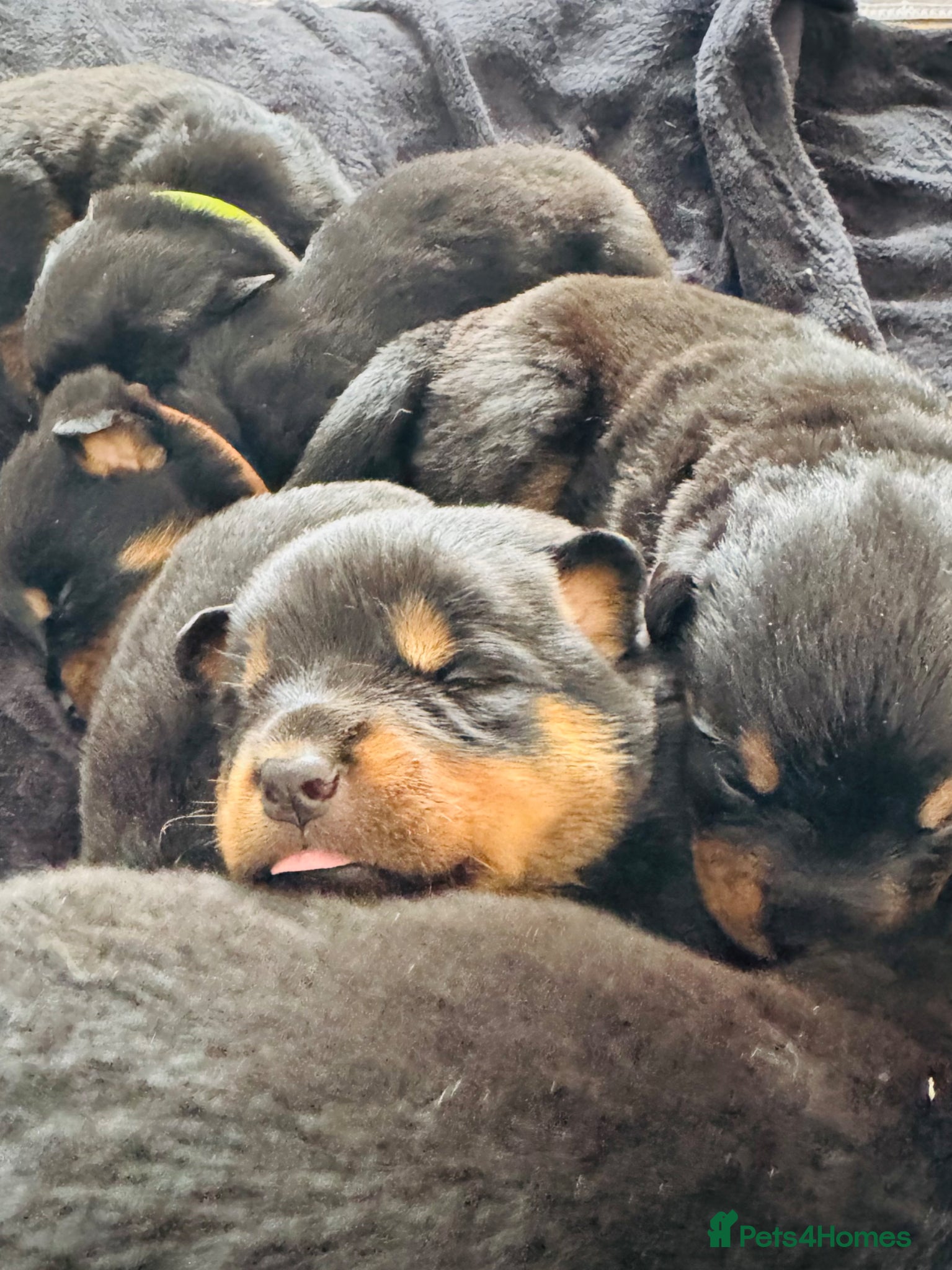 Rottweiler dogs for sale: Pedigree Rottweiler puppies for sale - Advert 13
