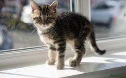 Mixed Breed cats for sale: Three Mixed kittens ( british short hair mother ) - Image 4
