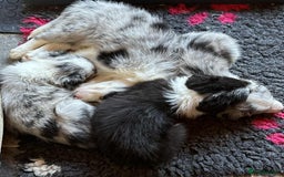 Border Collie dogs for sale: Stunning Border Collie Puppies- merle, b&w - Image 14
