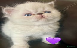 Persian cats for sale: GCCF PURE BRED PKD and PRA CLEAR PERSIAN EXOTICS  - Image 4
