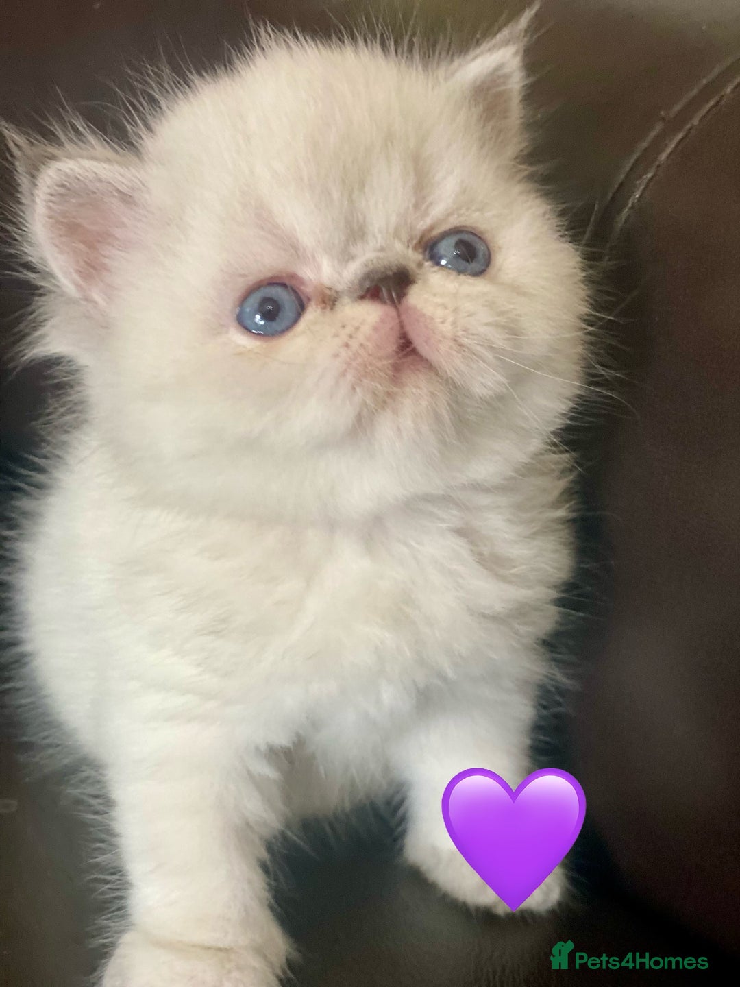 Persian cats for sale: GCCF PURE BRED PKD and PRA CLEAR PERSIAN EXOTICS  - Image 4