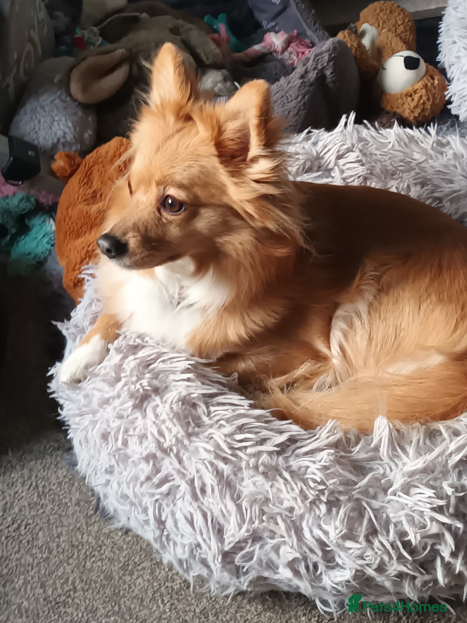 Mixed Breed dogs for sale: Adorable fluffy lasapom - Advert 11