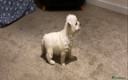 West Highland Terrier dogs for sale: Westie pups - Image 8