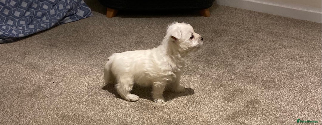 West Highland Terrier dogs for sale: Westie pups - Image 8