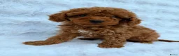 Toy Poodle dogs for sale: Red Toy Poodle MALES - Advert 20