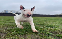 English Bull Terrier dogs for sale: 7 months old English bull terrier  - Image 1