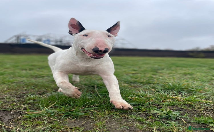 English Bull Terrier dogs - Advert 1
