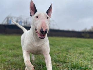 English Bull Terrier dogs for sale - Advert 1