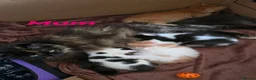Mixed Breed cats for sale: Semi and long haired from Ragdoll mix Ginger White - Advert 3