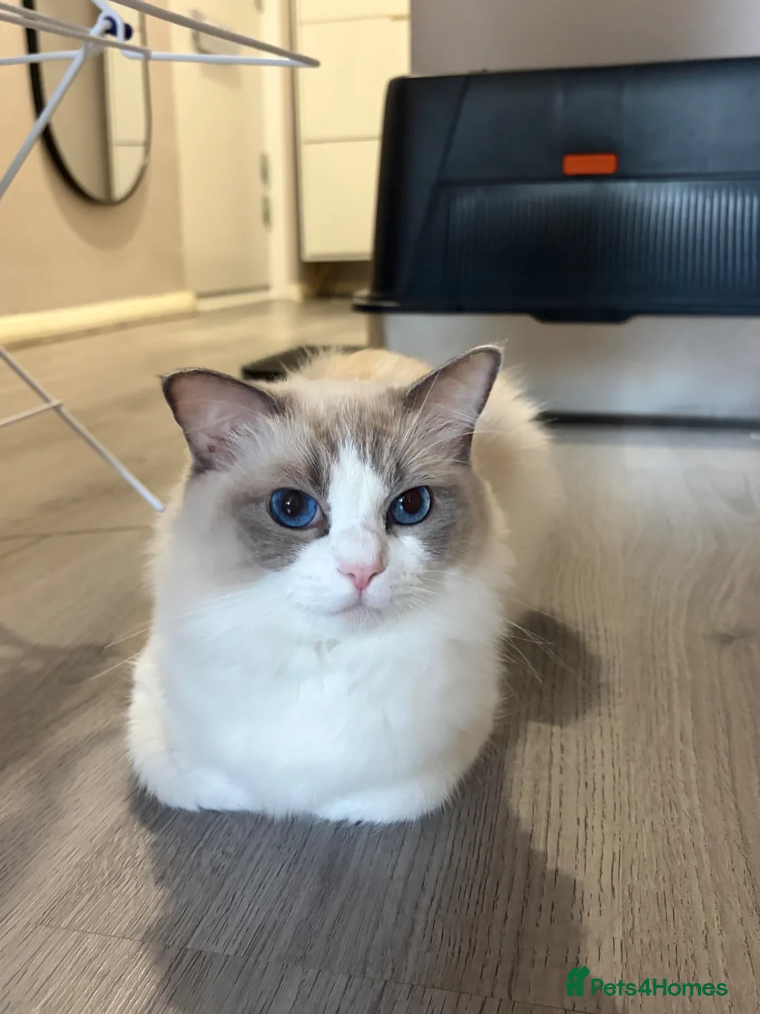 Ragdoll cats for sale: GCCF Active Registered Ragdoll Cat - Advert 3