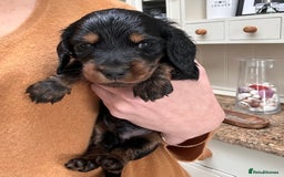 Miniature Dachshund dogs for sale: Beautiful litter of long haired mini dachshunds  - Image 26