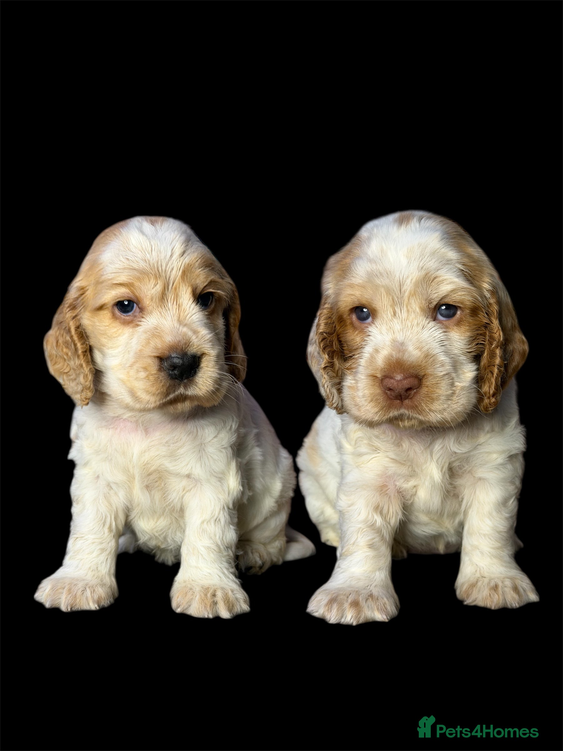 Cocker Spaniel dogs KC Registered & Fully DNA tested  - Advert 17