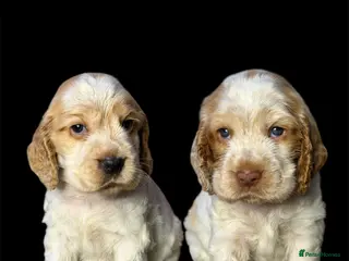 Cocker Spaniel dogs 1 Girl Availablle KC Registered & DNA tested - Advert 10