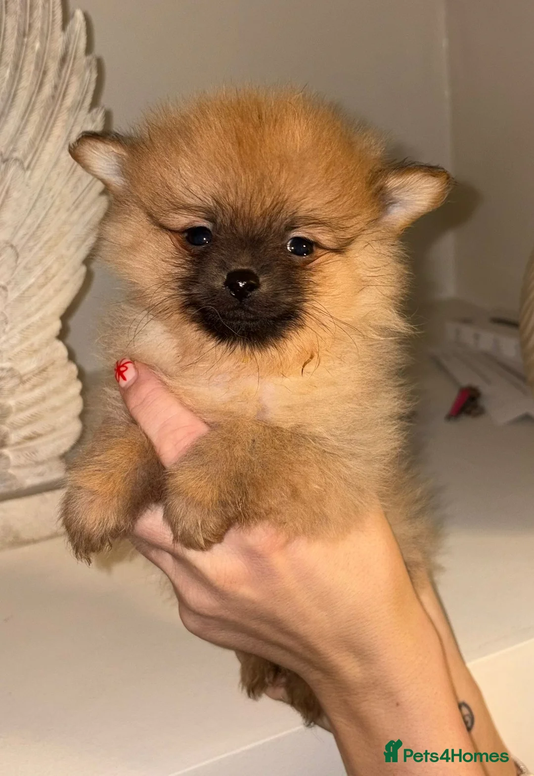 Pomeranian dogs for sale: Pomeranian puppies   - Advert 12