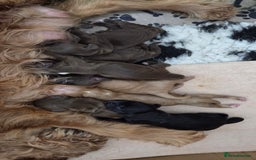 Cocker Spaniel dogs for sale: Stunning show type cocker spaniel pups for sale - Image 10