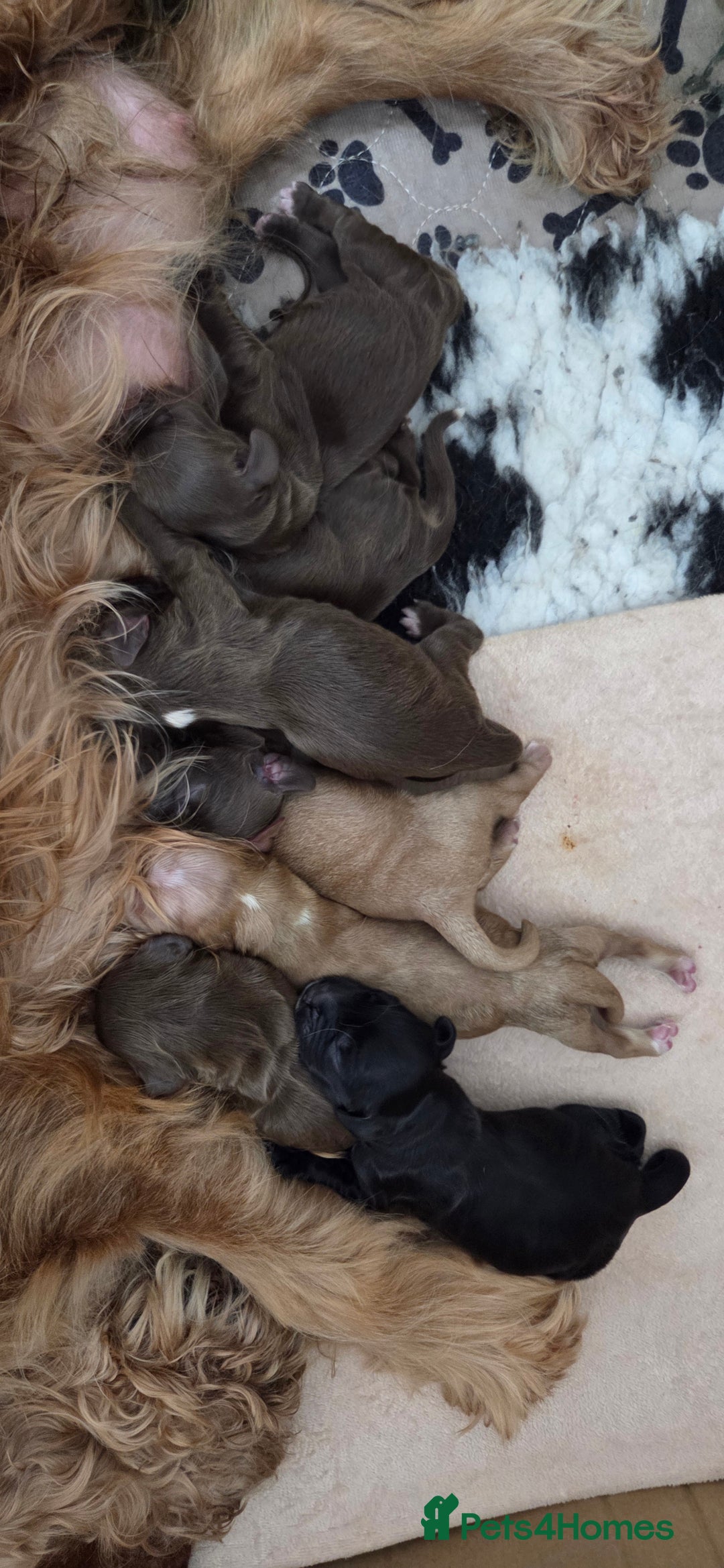 Cocker Spaniel dogs for sale: Stunning show type cocker spaniel pups for sale - Image 10