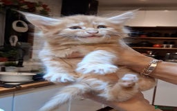 Maine Coon cats for sale: I have Beautiful healthy maicoon XL  - Image 2