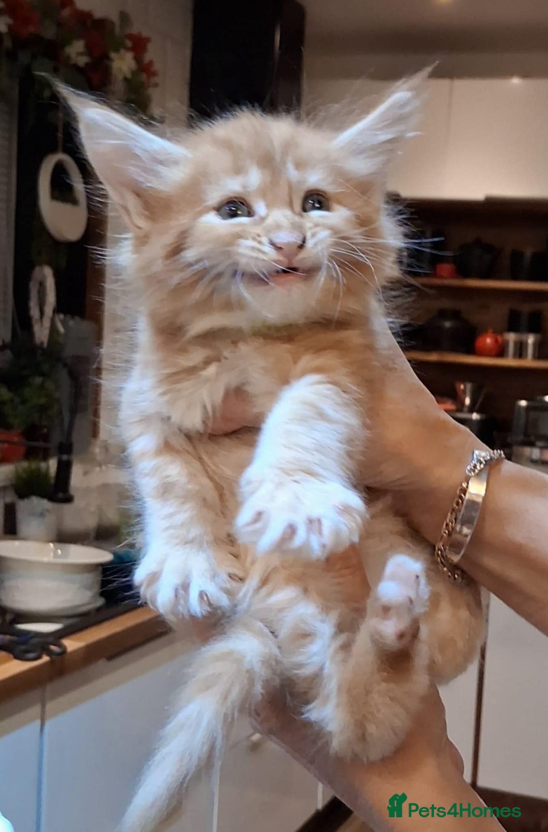 Maine Coon cats for sale: I have Beautiful healthy maicoon XL  - Image 2