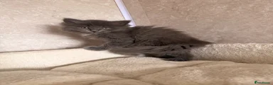 Ragcoon 2
